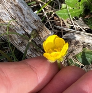 Ranunculus graniticola at Kosciuszko National Park - 7 Jan 2024