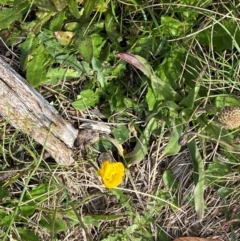 Ranunculus graniticola at Kosciuszko National Park - 7 Jan 2024