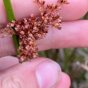 Juncus brevibracteus at Kosciuszko National Park - suppressed