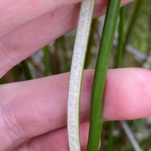 Juncus brevibracteus at Kosciuszko National Park - suppressed