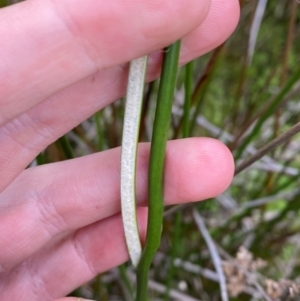 Juncus brevibracteus at Kosciuszko National Park - suppressed