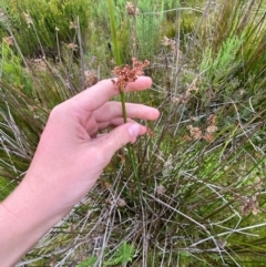 Juncus brevibracteus at Kosciuszko National Park - suppressed