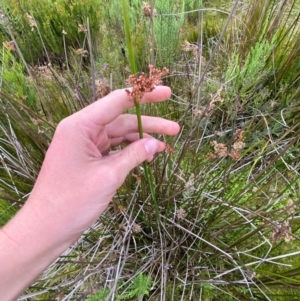 Juncus brevibracteus at Kosciuszko National Park - 6 Jan 2024