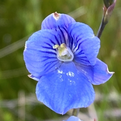 Thelymitra cyanea (Veined Sun Orchid) at Bimberi, NSW - 6 Jan 2024 by Tapirlord