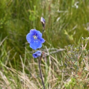 Thelymitra cyanea at Kosciuszko National Park - 6 Jan 2024