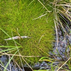 Isolepis montivaga (Fog Club-Sedge) at Bimberi, NSW - 6 Jan 2024 by Tapirlord