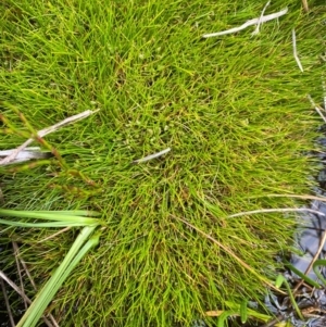 Isolepis montivaga at Kosciuszko National Park - 6 Jan 2024