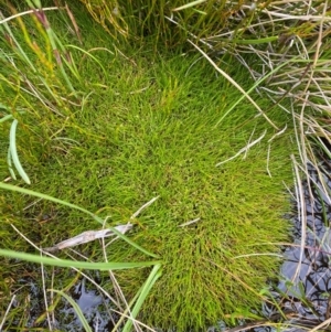 Isolepis montivaga at Kosciuszko National Park - 6 Jan 2024