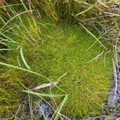 Isolepis montivaga at Kosciuszko National Park - 6 Jan 2024