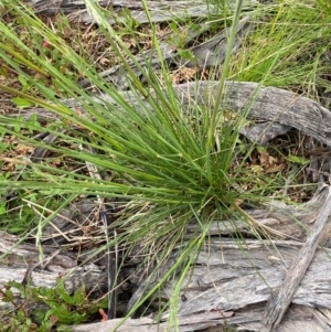 Hookerochloa hookeriana at Namadgi National Park - 6 Jan 2024 06:37 PM