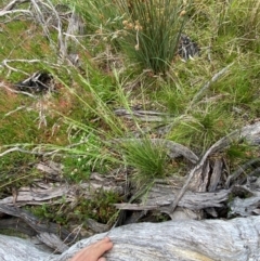 Hookerochloa hookeriana at Namadgi National Park - 6 Jan 2024 06:37 PM