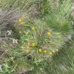 Craspedia aurantia var. aurantia at Namadgi National Park - suppressed