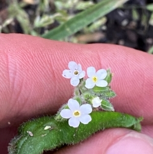 Myosotis australis at Namadgi National Park - 6 Jan 2024