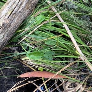 Barbarea grayi at Namadgi National Park - 6 Jan 2024