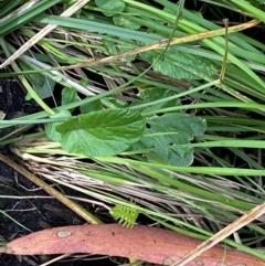 Barbarea grayi at Namadgi National Park - 6 Jan 2024