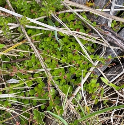 Gonocarpus micranthus subsp. micranthus (Creeping Raspwort) at Cotter River, ACT - 6 Jan 2024 by Tapirlord