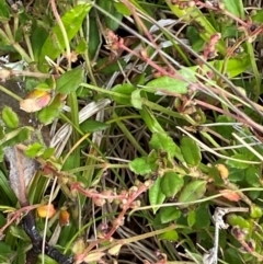 Gonocarpus montanus at Cotter River, ACT - 6 Jan 2024 by Tapirlord