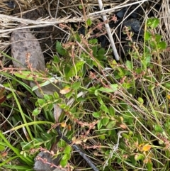 Gonocarpus montanus at Namadgi National Park - 6 Jan 2024 04:33 PM