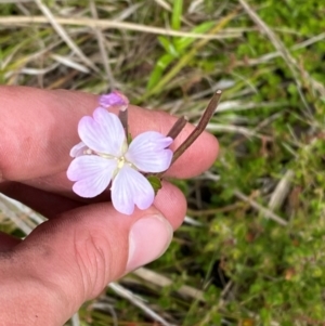 Epilobium gunnianum at Namadgi National Park - 6 Jan 2024