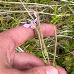 Epilobium gunnianum at Namadgi National Park - 6 Jan 2024