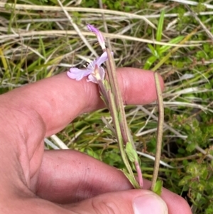 Epilobium gunnianum at Namadgi National Park - 6 Jan 2024