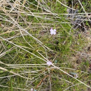 Epilobium gunnianum at Namadgi National Park - 6 Jan 2024