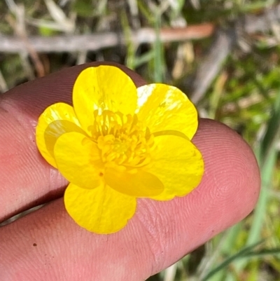 Ranunculus lappaceus (Australian Buttercup) at Cotter River, ACT - 6 Jan 2024 by Tapirlord