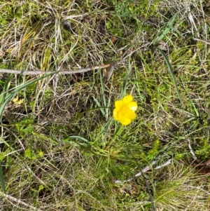 Ranunculus lappaceus at Namadgi National Park - 6 Jan 2024