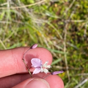 Arthropodium milleflorum at Namadgi National Park - 6 Jan 2024 04:30 PM