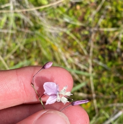 Arthropodium milleflorum (Vanilla Lily) at Namadgi National Park - 6 Jan 2024 by Tapirlord