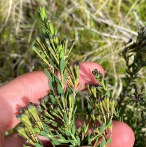 Comesperma retusum at Namadgi National Park - 6 Jan 2024 04:30 PM