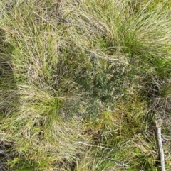 Comesperma retusum at Namadgi National Park - 6 Jan 2024