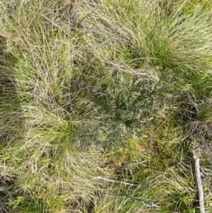 Comesperma retusum at Namadgi National Park - 6 Jan 2024 04:30 PM