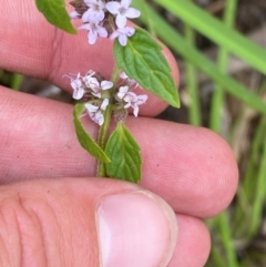 Mentha laxiflora (Forest Mint) at Cotter River, ACT - 6 Jan 2024 by Tapirlord