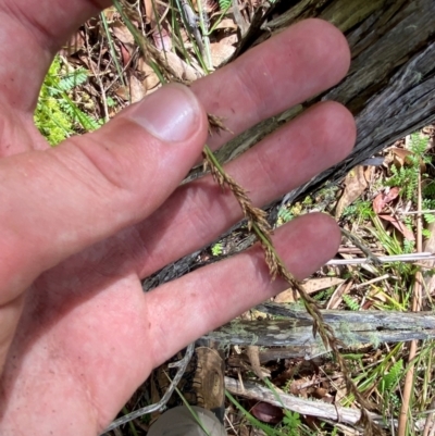 Carex incomitata (Hillside Sedge) at Cotter River, ACT - 6 Jan 2024 by Tapirlord