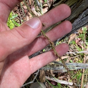 Carex incomitata at Namadgi National Park - 6 Jan 2024