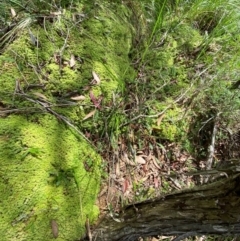 Carex incomitata at Namadgi National Park - 6 Jan 2024