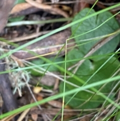 Corysanthes sp. (A Helmet Orchid) at Namadgi National Park - 6 Jan 2024 by Tapirlord