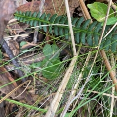 Corysanthes sp. at suppressed - 6 Jan 2024