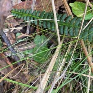 Corysanthes sp. at suppressed - suppressed