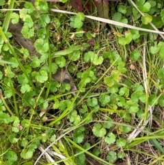 Hydrocotyle algida (Mountain Pennywort) at Cotter River, ACT - 6 Jan 2024 by Tapirlord