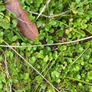 Hydrocotyle algida at Namadgi National Park - 6 Jan 2024