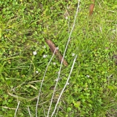 Lagenophora montana at Namadgi National Park - 6 Jan 2024