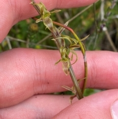 Paraprasophyllum sphacelatum (Large Alpine Leek-orchid) at Namadgi National Park - 6 Jan 2024 by Tapirlord