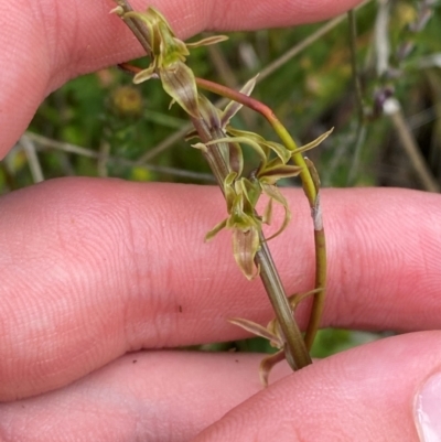 Prasophyllum sphacelatum (Large Alpine Leek-orchid) at Namadgi National Park - 6 Jan 2024 by Tapirlord