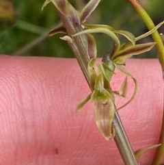 Paraprasophyllum sphacelatum at Namadgi National Park - suppressed