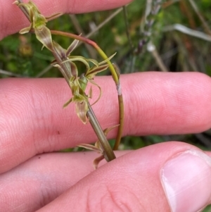 Prasophyllum sphacelatum at Namadgi National Park - 6 Jan 2024