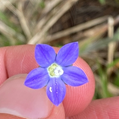 Wahlenbergia planiflora subsp. planiflora (Flat Bluebell) at Cotter River, ACT - 6 Jan 2024 by Tapirlord