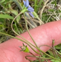 Wahlenbergia planiflora subsp. planiflora at Namadgi National Park - 6 Jan 2024