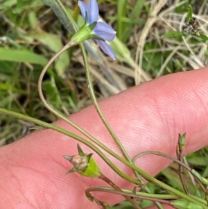 Wahlenbergia planiflora subsp. planiflora at Namadgi National Park - 6 Jan 2024 02:41 PM